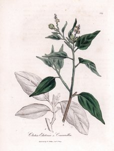 Cascarilla, Croton eluteria. Illustratie van James Sowerby uit William Woodville en Sir William Jackson Hooker