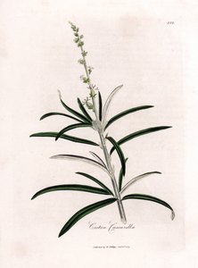 Cascarille officinale of zacht hout of faux quinquina - Cascarilla, Croton eluteria. Handgekleurde kopergravure uit een botanische illustratie door James Sowerby uit William Woodville en Sir William Jackson Hooker