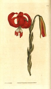Chalcedonische lelie, Lilium chalcedonicum door James Sowerby