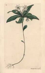 Vogelmuur wintergroen, Lysimachia europaea. Handgekleurde kopergravure naar een illustratie door James Sowerby uit James Smith