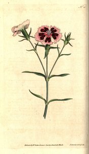Chinese anjer, Dianthus chinensis door James Sowerby