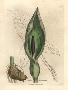 Gevlekte aronskelk, Arum maculatum door James Sowerby