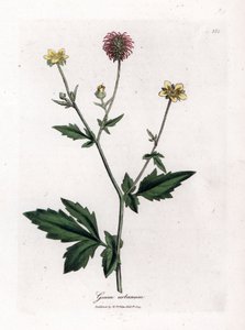 Gewone benoite of gras van Sint Benoit - Houtavens, Geum urbanum. Handgekleurde kopergravure uit een botanische illustratie door James Sowerby uit William Woodville en Sir William Jackson Hooker