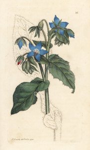 Gewone borage, Borago officinalis (handgekleurde kopergravure naar een illustratie door James Sowerby uit 