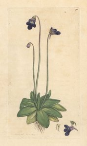 Gewone boterbloem, Pinguicula vulgaris (grasette)