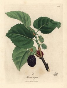 Zwarte moerbei, Morus nigra