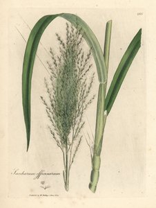 Gewone suikerriet, Saccharum officinarum door James Sowerby