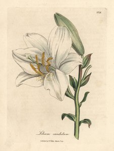 Gewone witte lelie, Lilium candidum