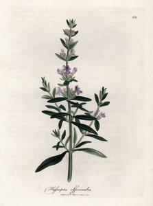 Compendiale hysop. Illustratie van James Sowerby in 
