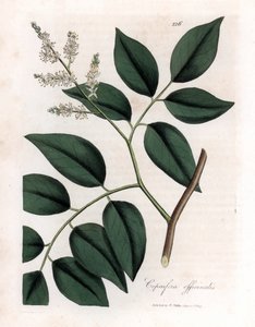 Copaier - Balsem van Copaiva, Copaifera officinalis door James Sowerby