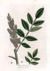 Sumak, Rhus coriaria. Illustratie van James Sowerby uit William Woodville en Sir William Jackson Hooker