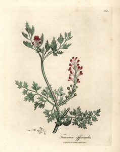 Karmozijnrode bloeiende duivenkervel, Fumaria officinalis