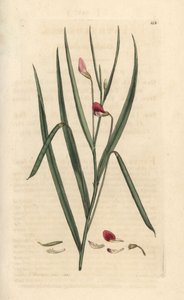 Rode lathyrus, Lathyrus nissolia. Handgekleurde kopergravure naar een illustratie van James Sowerby uit James Smith