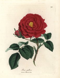 Karmozijnrode apothekersroos, Rosa gallica door James Sowerby