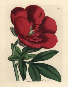Karmozijnrode pioen, Paeonia officinalis door James Sowerby