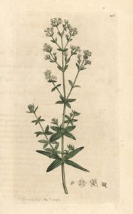 Noords walstro, Galium boreale door James Sowerby