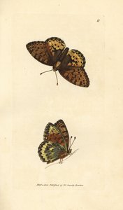 Donkergroene parelmoervlinder, Argynnis aglaia