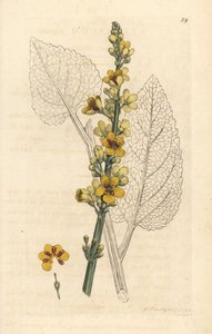 Donkere toorts, Verbasum nigrum (zwarte molene)