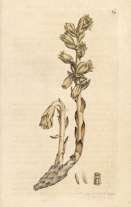 Geel vogelnest, Monotropa hypopitys (Aristoloche) Handgekleurde kopergravure naar een illustratie door James Sowerby uit James Smith