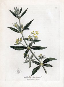 Meekrap, Rubia tinctorum. Illustratie van James Sowerby uit William Woodville en Sir William Jackson Hooker