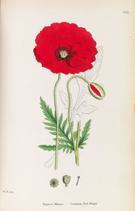 Engelse Botanica, 1790-1800 door James Sowerby