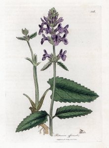 Epiary officinale of betonie - Houtbetonie, Stachys officinalis. Handgekleurde kopergravure uit een botanische illustratie van James Sowerby uit William Woodville en Sir William Jackson Hooker