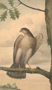 Euraziatische Sperwer door James Sowerby