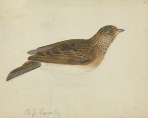 Euraziatische veldleeuwerik door James Sowerby