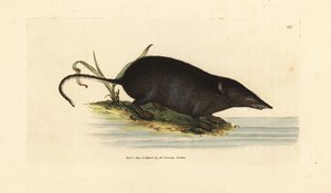 Euraziatische waterspitsmuis, Neomys fodiens door James Sowerby