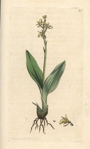Moerasorchis, Liparis loeselii. Illustratie van James Sowerby uit James Smith