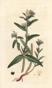 Veldslangenkruid, Buglossoides arvensis (Lithospermum arvense)