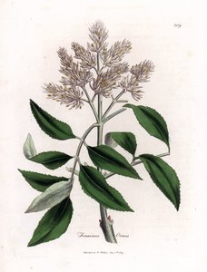Bloeiende es, Fraxinus ornus. Handgekleurde kopergravure uit een botanische illustratie door James Sowerby uit William Woodville en Sir William Jackson Hooker