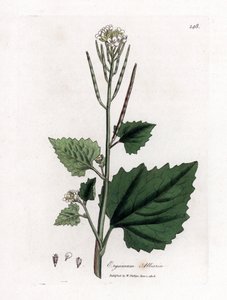 Knoflookmosterd, Alliaria petiolata. Handgekleurde kopergravure uit een botanische illustratie door James Sowerby uit William Woodville en Sir William Jackson Hooker