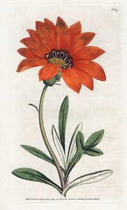 Gazania (gazania) steil door James Sowerby
