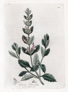 Eikvaren - Eikvaren, Teucrium chamaedrys. Handgekleurde kopergravure uit een botanische illustratie door James Sowerby uit William Woodville en Sir William Jackson Hooker