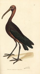 Glansibis, Plegadis falcinellus. Illustratie van James Sowerby uit 