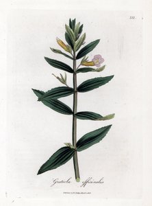 Gratiole officinale - Heggenhysop, Gratiola officinalis. Handgekleurde kopergravure uit een botanische illustratie van James Sowerby uit William Woodville en Sir William Jackson Hooker