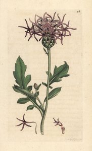 Grote centaurie, Centaurea scabiosa. Handgekleurde kopergravure naar een illustratie door James Sowerby uit James Smith