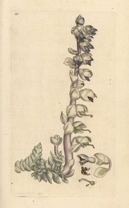 Grote schubwortel, Lathraea squamaria. Handgekleurde kopergravure naar een illustratie van James Sowerby uit James Smith