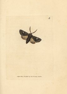 Groen-gestippelde stipmot, Valeria oleagina (Phalaena Bombyx oleagina)