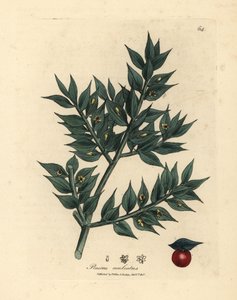 Groen bloeiende slagersbezem, Ruscus aculeatus door James Sowerby