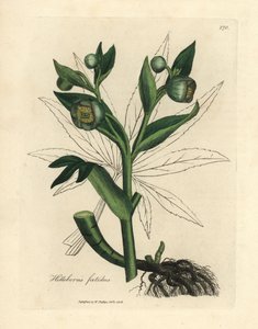 Groenbloeiende stinkende nieskruid of berenklauw, Helleborus foetidus door James Sowerby