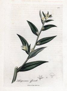 Gremil officinal of parelgras - Gromwell, Lithospermum officinale. Handgekleurde kopergravure uit een botanische illustratie door James Sowerby uit William Woodville en Sir William Jackson Hooker