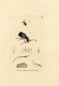 Grondsprietkever, Drypta dentata door James Sowerby