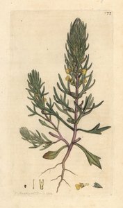 Grondpijn, Ajuga chamaepitys. Handgekleurde kopergravure naar een illustratie door James Sowerby uit James Smith