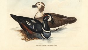 Harlekijneend, Histrionicus histrionicus (Anas histrionica). Mannetje en vrouwtje. Handgekleurde kopergravure door James Sowerby uit The British Miscellany, of Coloured figures of new, rare, or little known animal subjects. door James Sowerby