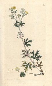 Zilverkruid, Potentilla argentea. Handgekleurde kopergravure naar een illustratie van James Sowerby uit James Smith