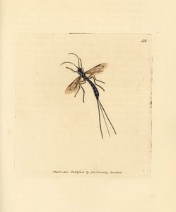 Sluipwesp, Rhyssa persuasoria door James Sowerby
