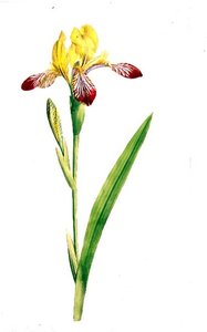 Iris Variegata, ca. 1800 door James Sowerby