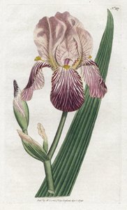 Iris met vlierbesgeur - Lithografie door James Sowerby (1757-1822), plaat uit William Curtis